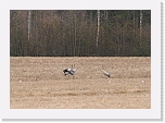 kurjet_Common Cranes 3345 * 1892 x 1336 * (1.64MB)
